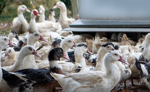 canards-mangoire-2 canards-mangoire-2